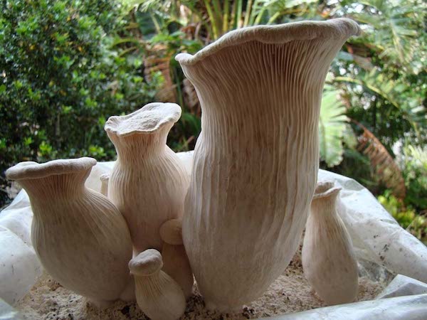 Pleurotus nebrodensis, known as the White Ferula or Angel's Mushroom. Credit: Mushroom Observer/ CC BY SA 3.0